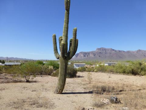 5690 E 34th Ave, Apache Junction, AZ 85119 photo 30