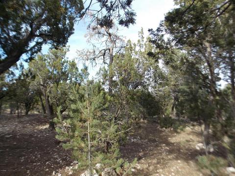2967 Lodgepole Ln, Overgaard, AZ 85933 photo 48