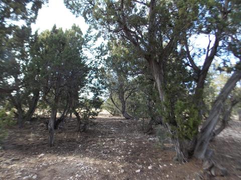 2967 Lodgepole Ln, Overgaard, AZ 85933 photo 47