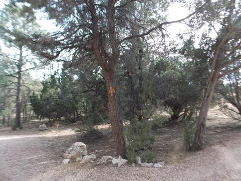 2967 Lodgepole Ln, Overgaard, AZ 85933 photo 50