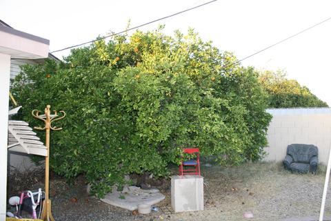 2031 E Bramble Ave, Mesa, AZ 85204 photo 9