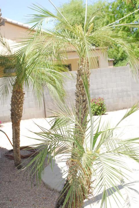 3432 E Remington Dr, Gilbert, AZ 85297 photo 45