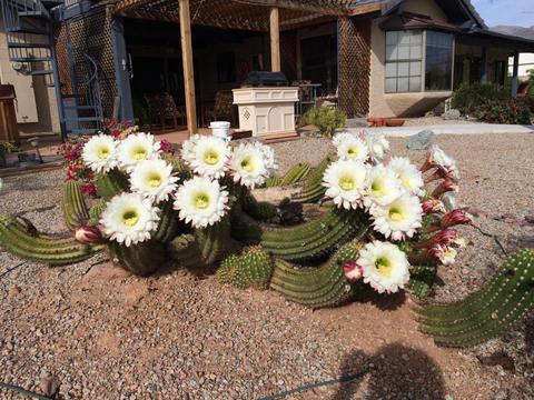 5691 E 3rd Ave, Apache Junction, AZ 85119 photo 38