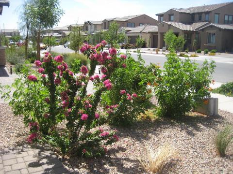10055 E Tamery Ave, Mesa, AZ 85212 photo 29