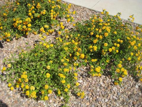 10055 E Tamery Ave, Mesa, AZ 85212 photo 30