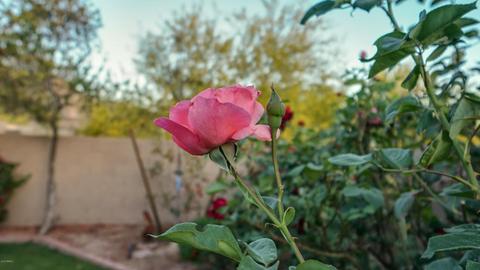 1325 E Desert Broom Way, Phoenix, AZ 85048 photo 43