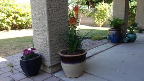 969 S Phelps Dr, Apache Junction, AZ 85120 photo 17