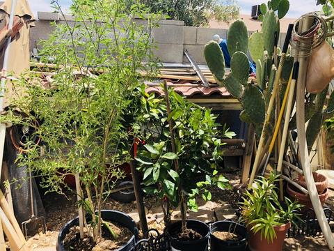 1335 E Sahuaro Dr, Phoenix, AZ 85020 photo 17