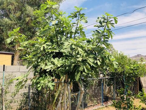 1335 E Sahuaro Dr, Phoenix, AZ 85020 photo 19