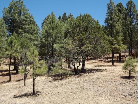 2901 Silver Dollar St, Overgaard, AZ 85933 photo 24