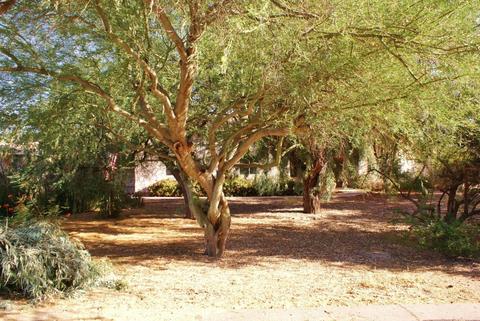 1831 E Lexington Ave, Gilbert, AZ 85234 photo 30