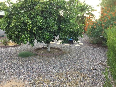 6536 E Boise St, Mesa, AZ 85205 photo 19
