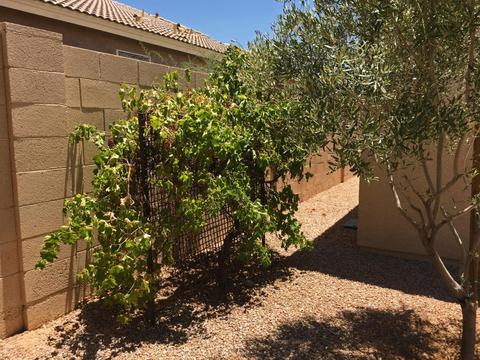 9422 E Kilarea Ave, Mesa, AZ 85209 photo 7