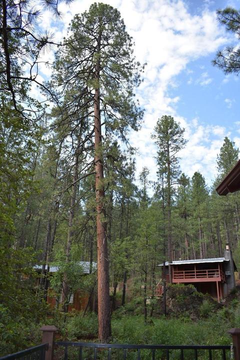 298 E Saddle Mountain Rd, Kohls Ranch, AZ 85541 photo 52