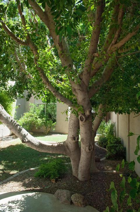 2942 E Melody Ln, Gilbert, AZ 85234 photo 43