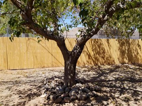 826 S Toltec --, Mesa, AZ 85204 photo 16