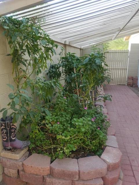 3718 E Ludlow Dr, Phoenix, AZ 85032 photo 4