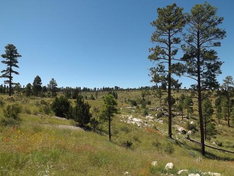 1809 Toad Stool Rd, Heber, AZ 85928 photo 5
