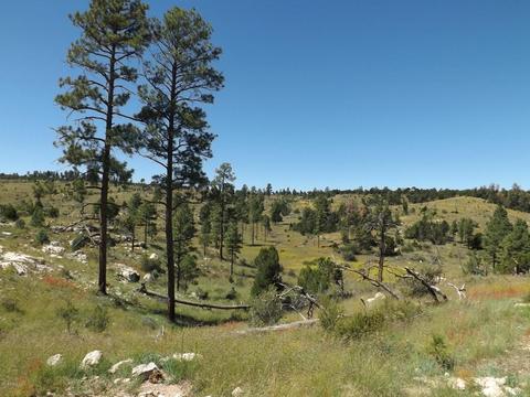 1809 Toad Stool Rd, Heber, AZ 85928 photo 4