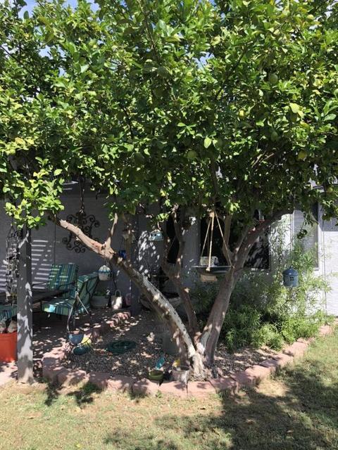 6223 E Ingram St, Mesa, AZ 85205 photo 33