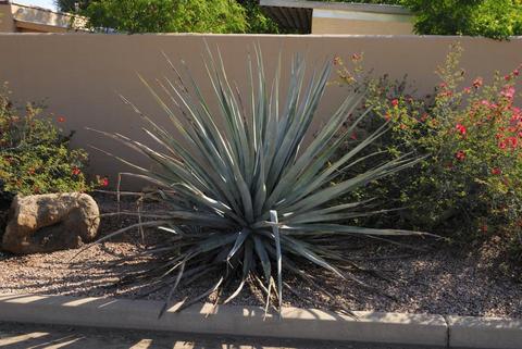 801 E Windsor Ave, Phoenix, AZ 85006 photo 62