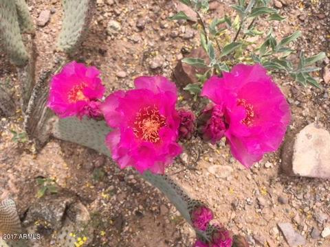 673 N Vista Rd, Apache Junction, AZ 85119 photo 7