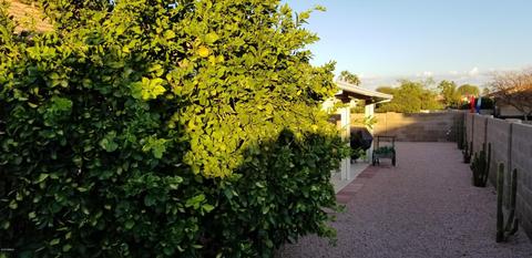 1549 E Peach Tree Dr, Chandler, AZ 85249 photo 24