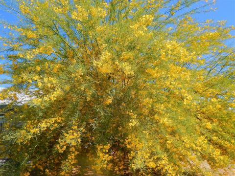 1872 E Watson Dr, Tempe, AZ 85283 photo 33