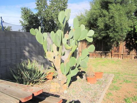 3614 E Crocus Dr, Phoenix, AZ 85032 photo 13