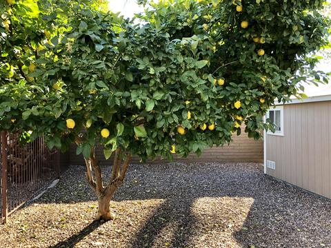 4245 E Flower St, Phoenix, AZ 85018 photo 33