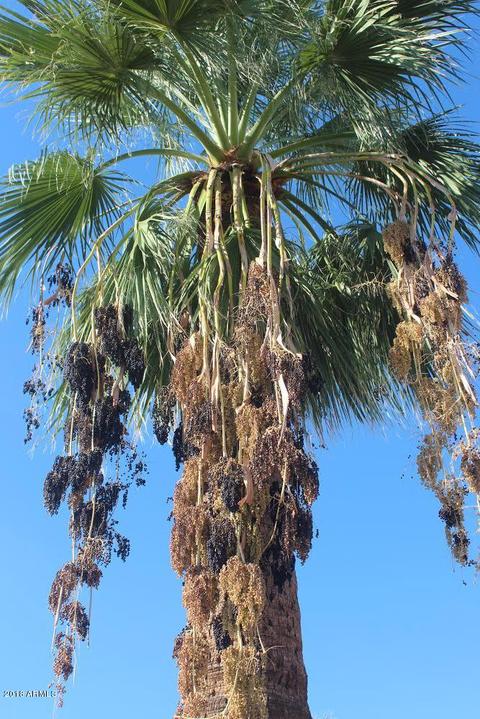916 W Campbell Ave, Phoenix, AZ 85013 photo 47
