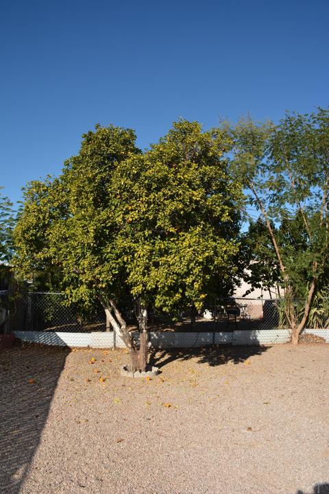 7732 E Golf Ave, Mesa, AZ 85209 photo 21