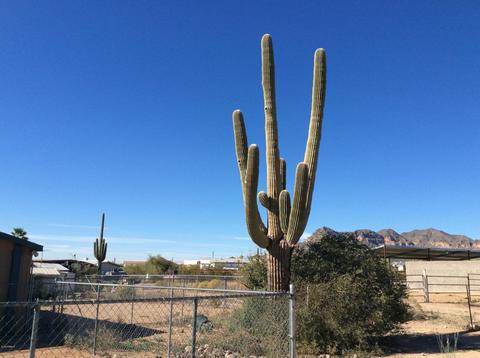 1480 W Frontier St, Apache Junction, AZ 85120 photo 58
