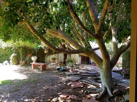 405 E Bishop Dr, Tempe, AZ 85282 photo 74