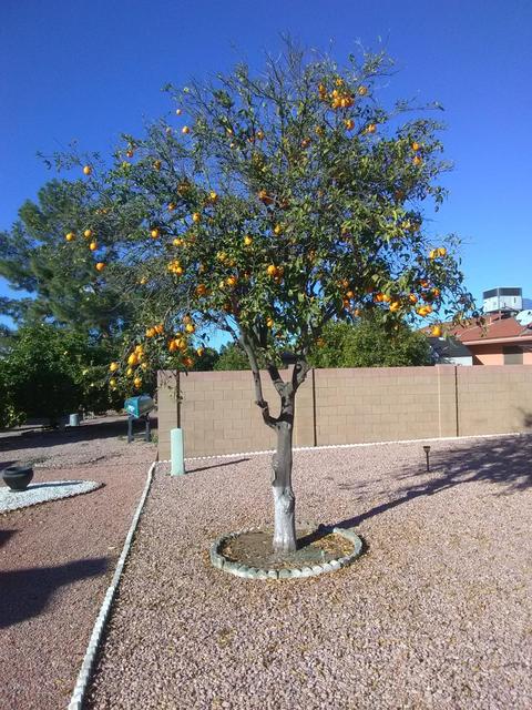 4213 E Calypso Ave, Mesa, AZ 85206 photo 24