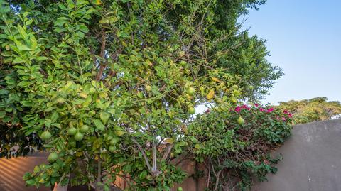 355 E Wildwood Dr, Phoenix, AZ 85048 photo 41