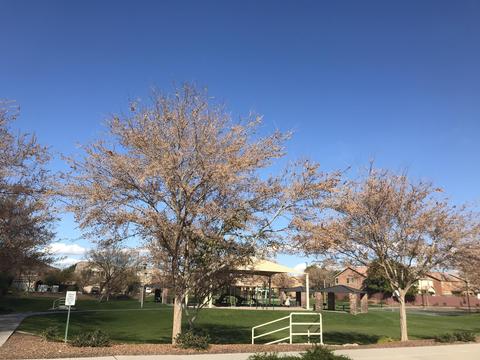 3512 E Melody Ln, Gilbert, AZ 85234 photo 38