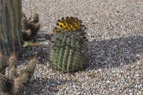 5334 E Duncan St, Mesa, AZ 85205 photo 8