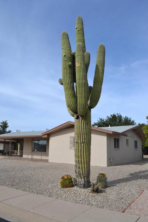 5334 E Duncan St, Mesa, AZ 85205 photo 6