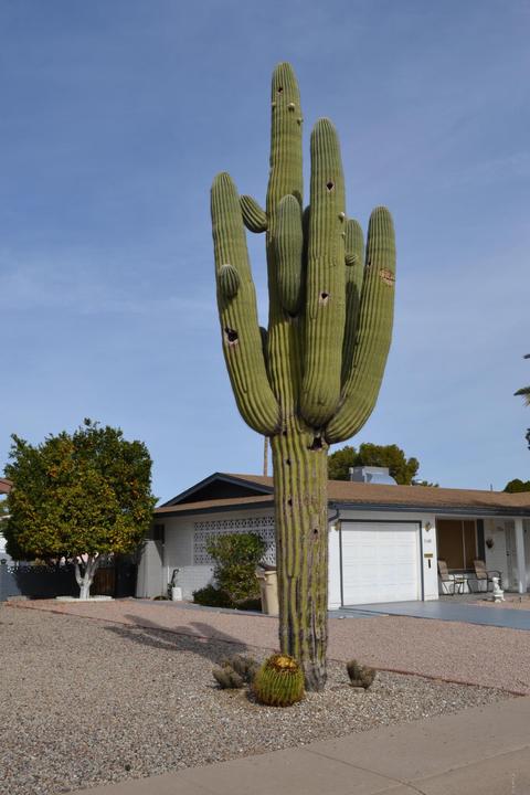 5334 E Duncan St, Mesa, AZ 85205 photo 7