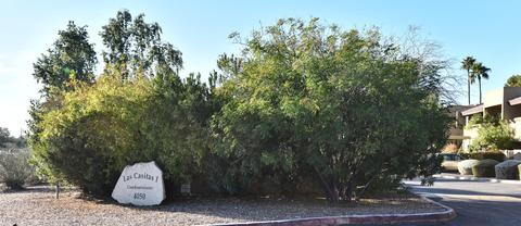 4050 E Cactus Rd #213, Phoenix, AZ 85032 photo 34