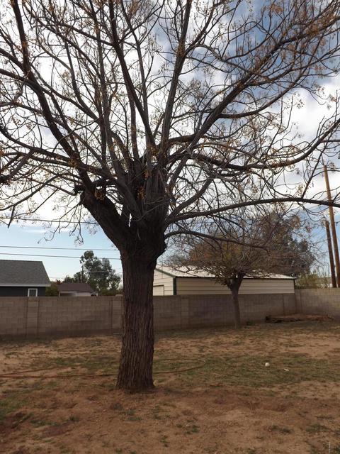 4528 E Halifax St, Mesa, AZ 85205 photo 17