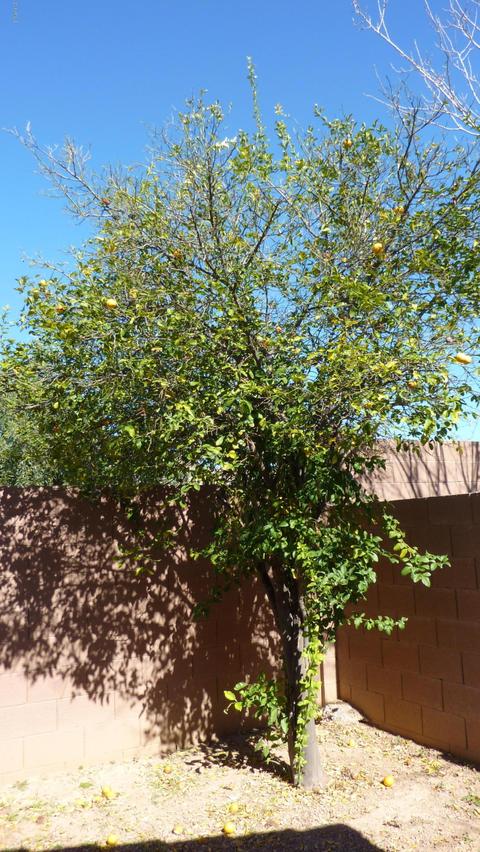 2116 E Danbury Rd, Phoenix, AZ 85022 photo 19