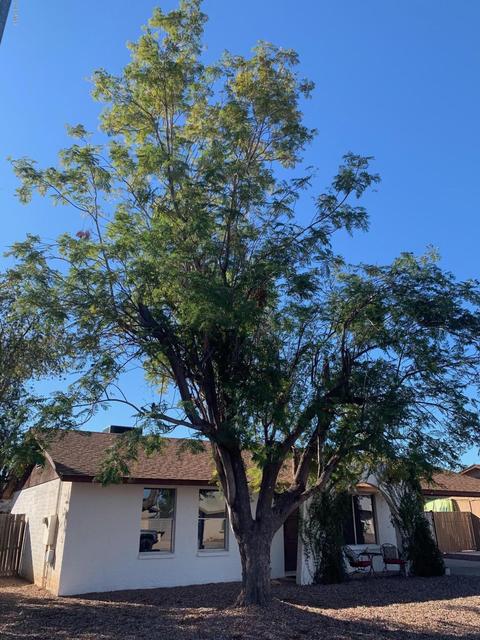 2217 E Hampton Ave, Mesa, AZ 85204 photo 2