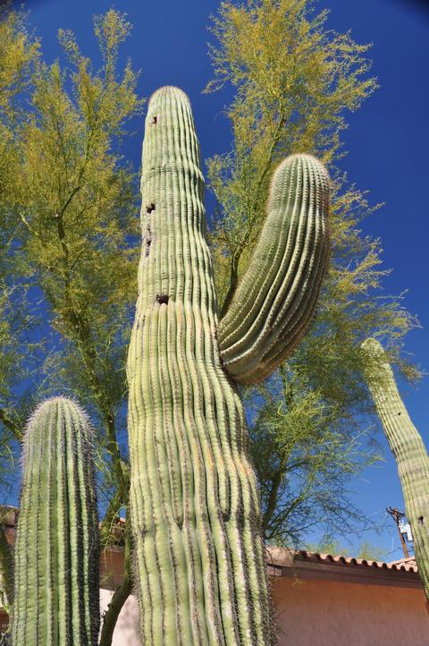 4010 E San Juan Ave, Phoenix, AZ 85018 photo 31