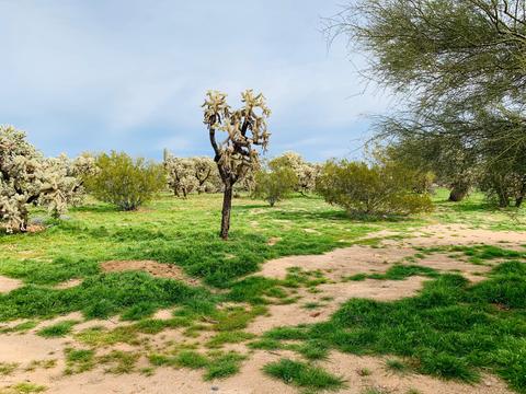 23610 E Cholla Rd, Florence, AZ 85132 photo 54