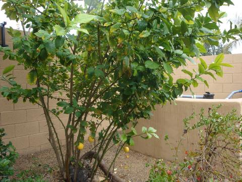4151 E Hancock Dr, Phoenix, AZ 85028 photo 43