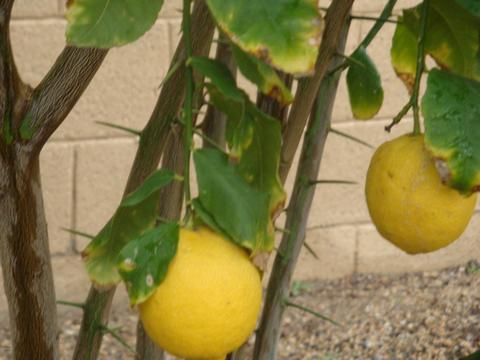 4151 E Hancock Dr, Phoenix, AZ 85028 photo 44