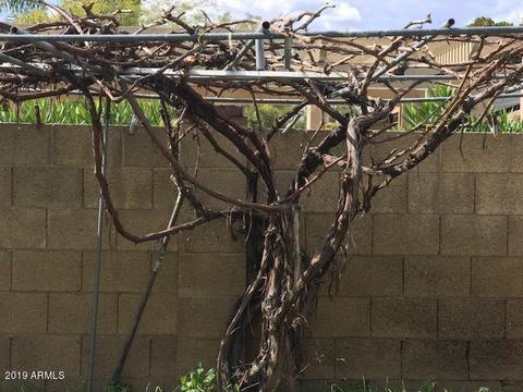 215 E Helena Dr, Phoenix, AZ 85022 photo 34