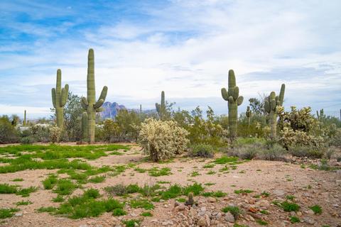 3070 W Whiteley St, Apache Junction, AZ 85120 photo 16